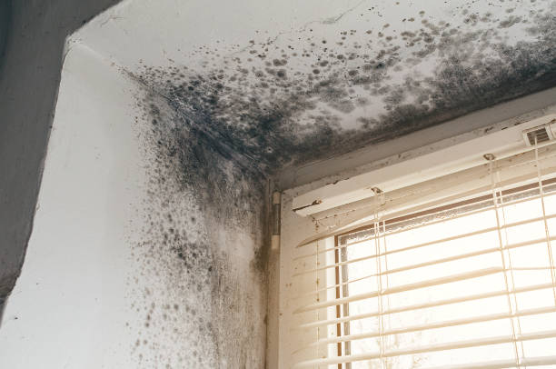 Affordable Mold Remediation solutions in Franklin Lakes, NJ